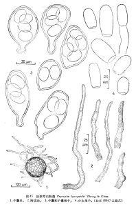 狼紫草白粉菌 狼紫草白粉菌