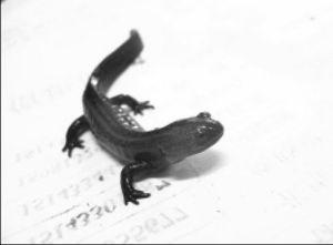 極北小鯢 極北小鯢