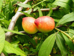 粘核光桃 粘核光桃