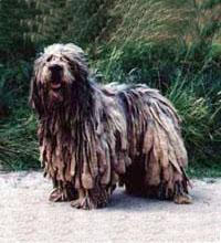 貝加馬斯卡犬 貝加馬斯卡犬