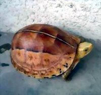 黃額閉殼龜