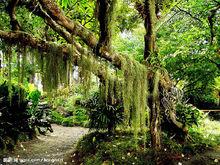 呀諾達熱帶雨林風景區
