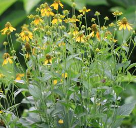 寬葉返魂草 寬葉返魂草