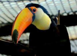 鞭答巨嘴鳥 鞭答巨嘴鳥