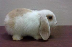 荷蘭垂耳兔