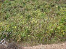 雞子場村芸豆種植