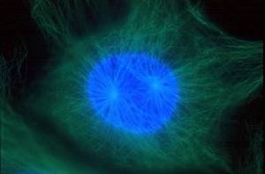 前期兩個中心體向兩極移動