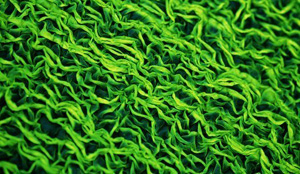 藻類植物