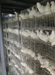 鵪鶉養殖 鵪鶉養殖