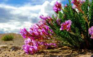 小球棘豆 小球棘豆