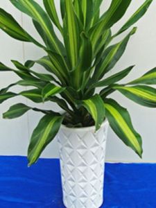 金心葉門鐵 金心葉門鐵