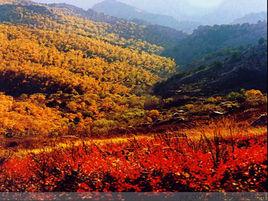內蒙古河套國家森林公園 內蒙古河套國家森林公園