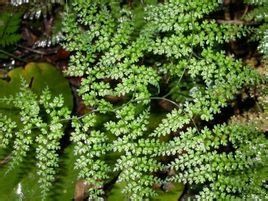 假複葉耳蕨屬 假複葉耳蕨屬