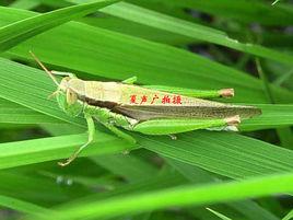 蝗蝻 蝗蝻
