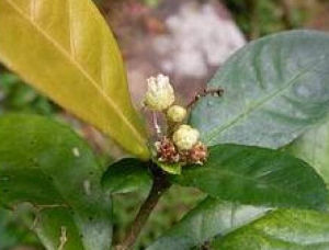 孟連巴豆 孟連巴豆