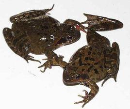 鐵力林蛙 鐵力林蛙