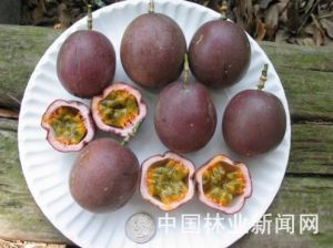 馬來西亞百香果 馬來西亞百香果