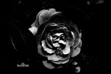 花語[用花表達的語言]