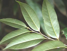 多穗石柯[中藥]