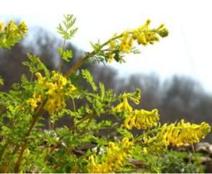 珠果黃紫堇 珠果黃紫堇