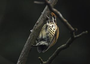（圖）斑姬啄木鳥