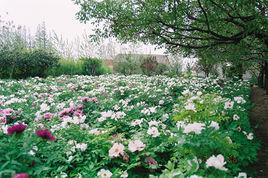 黃尖牡丹園 黃尖牡丹園