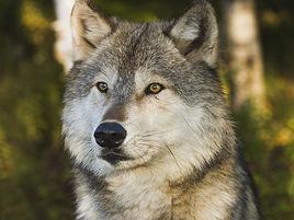 灰狼[哺乳綱食肉目動物]