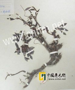 毛果墊柳 毛果墊柳