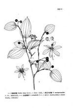 合蕊菝葜 合蕊菝葜