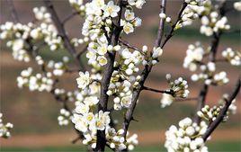 仁壽曹家梨花節 仁壽曹家梨花節