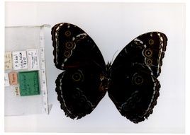 波地閃蝶 波地閃蝶