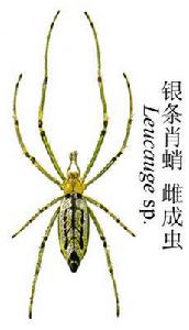 銀條肖蛸 銀條肖蛸