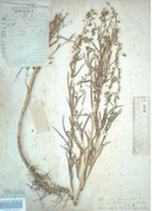 寬裂龍蒿 寬裂龍蒿