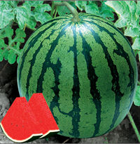 日本紅大 日本紅大