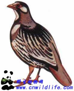 淡腹雪雞 淡腹雪雞