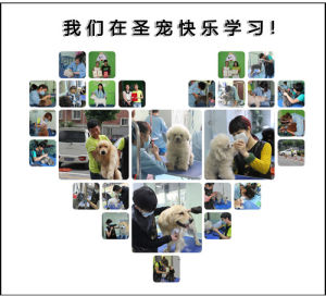 聖寵學員學習牆