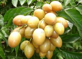 早豐黃皮 早豐黃皮