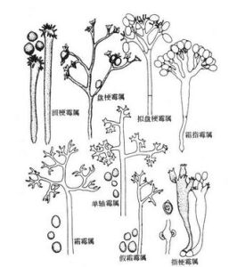 禾生指梗霉 禾生指梗霉