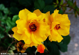 達烏里新芭 達烏里新芭