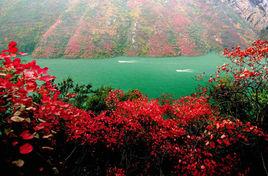 紅葉參茶 紅葉參茶