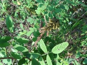 剛毛鏈黴菌 剛毛鏈黴菌