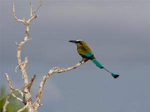 綠眉翠�薩爾瓦多亞種