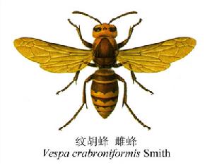 紋胡蜂 紋胡蜂