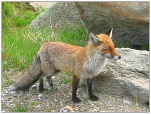 Red fox