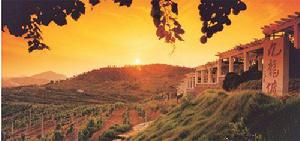 青島華東百利酒莊