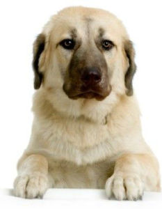 安納托利亞牧羊 安納托利亞牧羊