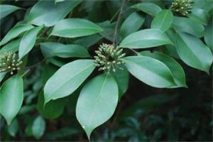 五加科樹 五加科樹