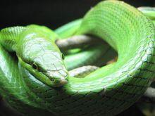 綠曼巴蛇