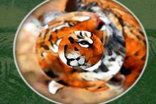 非洲野生動物 非洲野生動物