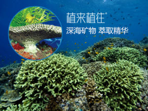 貝類、海洋植物中都含有深海礦物質元素